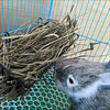 Heavy Duty Metal Hay Feeder for Rabbits and Small Pets