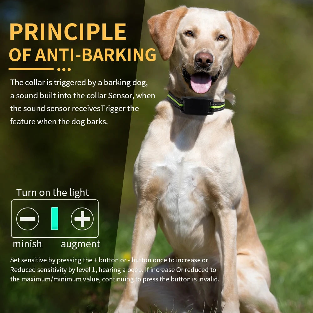 A golden retriever dog looking at the camera, with text explaining the principle of anti-barking training and light adjustmen
