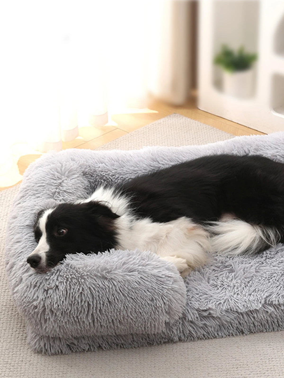 A black and white dog is lying on a gray orthopedic plush dog bed with a bolster.