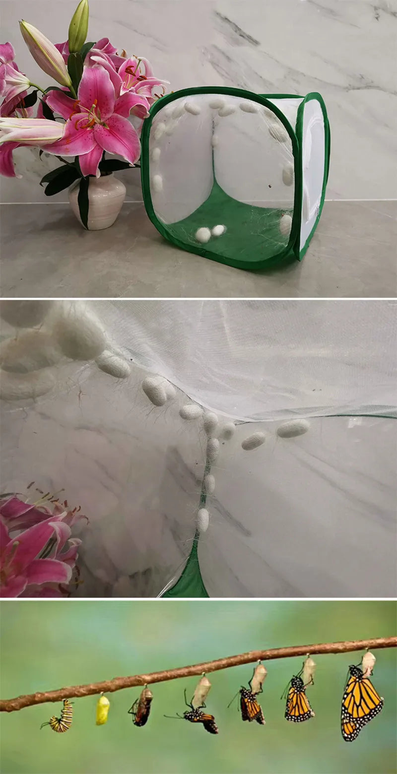 قفص حشرات قابل للطي موئل شبكي لتربية الفراشات