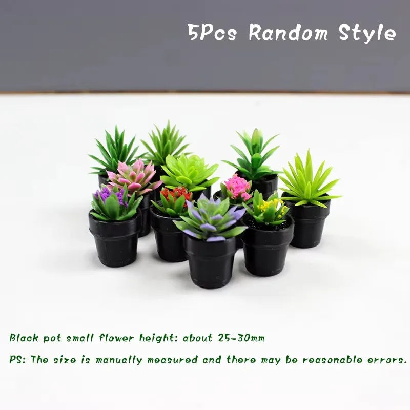 Five random style small potted plants in black pots displayed on a white background.
