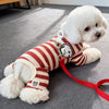 A white poodle wearing a red and cream striped sweater with a leather collar lying on a gray floor.