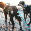 Two dogs standing on wet ground, one with a black and white coat, next to a reflective nylon dog leash.