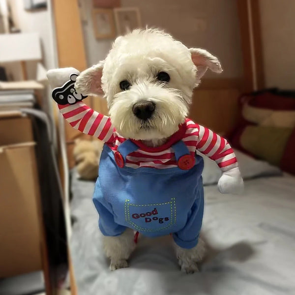 A white dog wearing a blue jumpsuit with red stripes and an orange collar, posing for a photo.