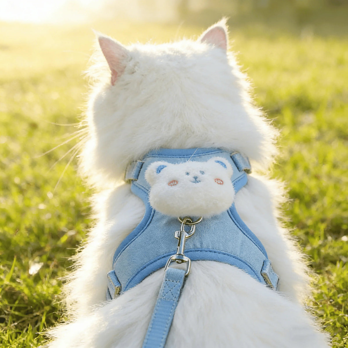 Un gato blanco esponjoso con un arnés y correa azul claro, parado en hierba verde.