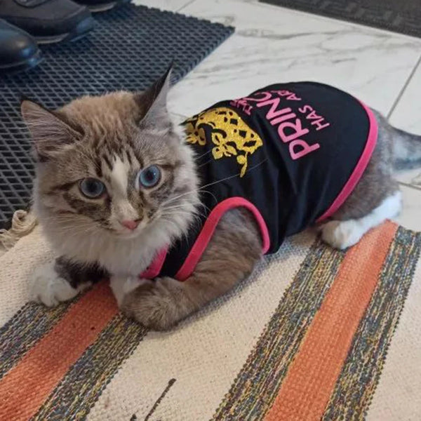 A fluffy gray and white cat wearing a black vest with yellow leopard print text on it.