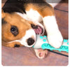 Palito de Masticar Dental de TPR para Perros