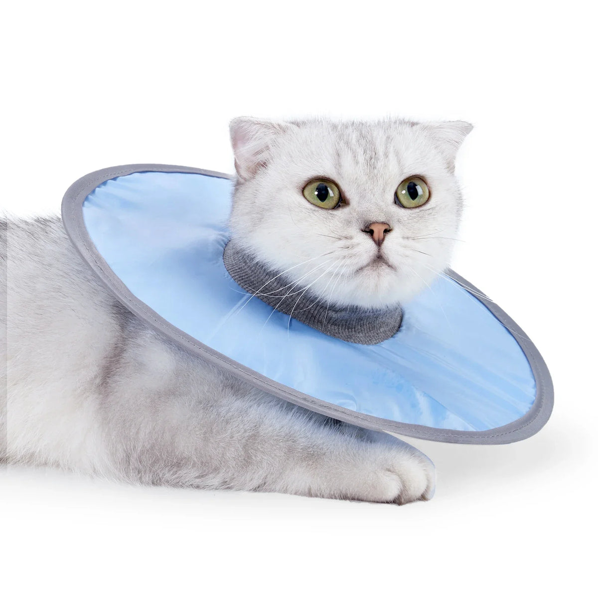 A fluffy gray cat wearing a light blue veterinary recovery collar.