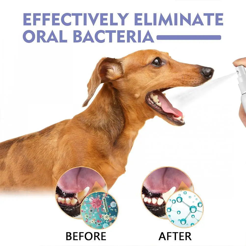Hund mit oralen Bakterien vor und nach Verwendung eines natürlichen Mundpflege-Sprays
