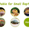 Natural Resin Rock Cave Hideout for Reptiles