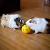 Balle Puzzle Interactif à Débit Lent pour Petits Animaux