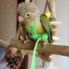 Adjustable Parrot Harness and Leash Set for Small Birds