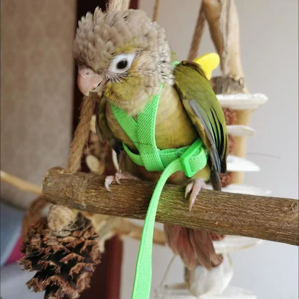 Adjustable Parrot Harness and Leash Set for Small Birds