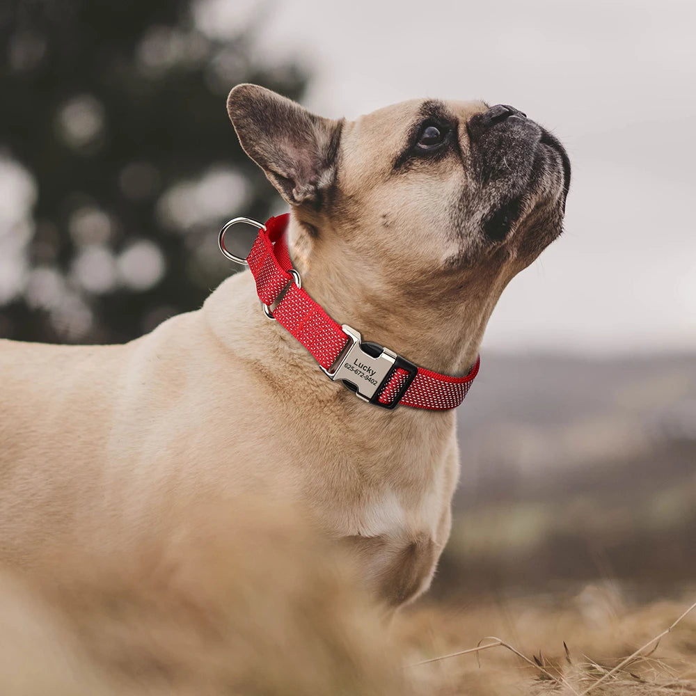 A light fawn-colored dog wearing a red reflective martingale collar with an engraved metal buckle.