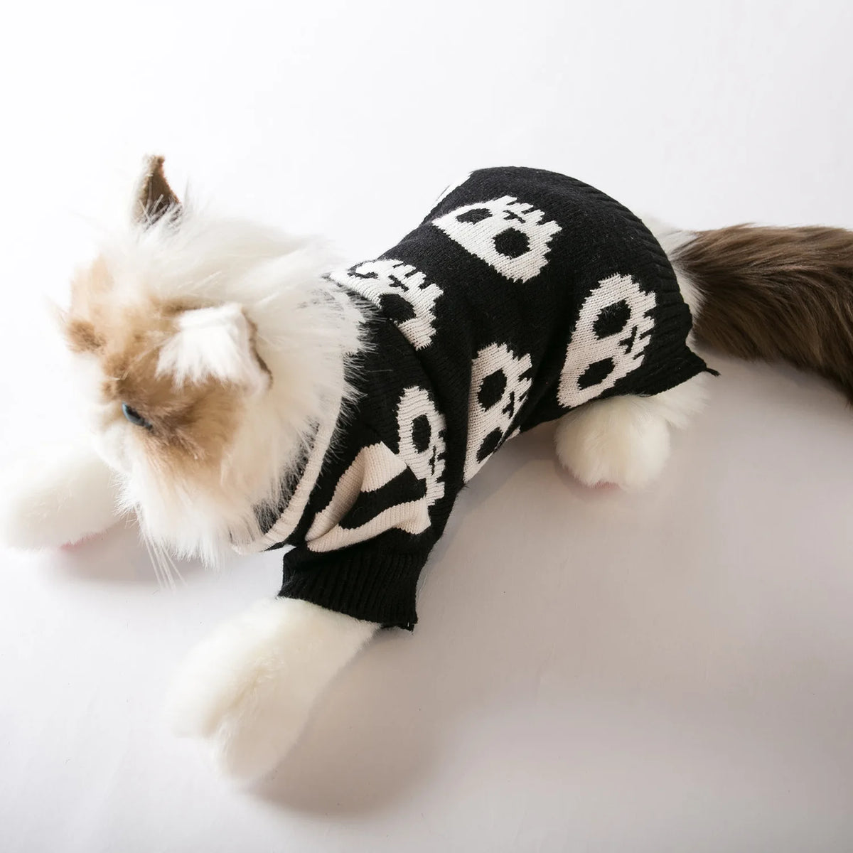A fluffy white and brown cat wearing a black knitted sweater with white skull patterns.
