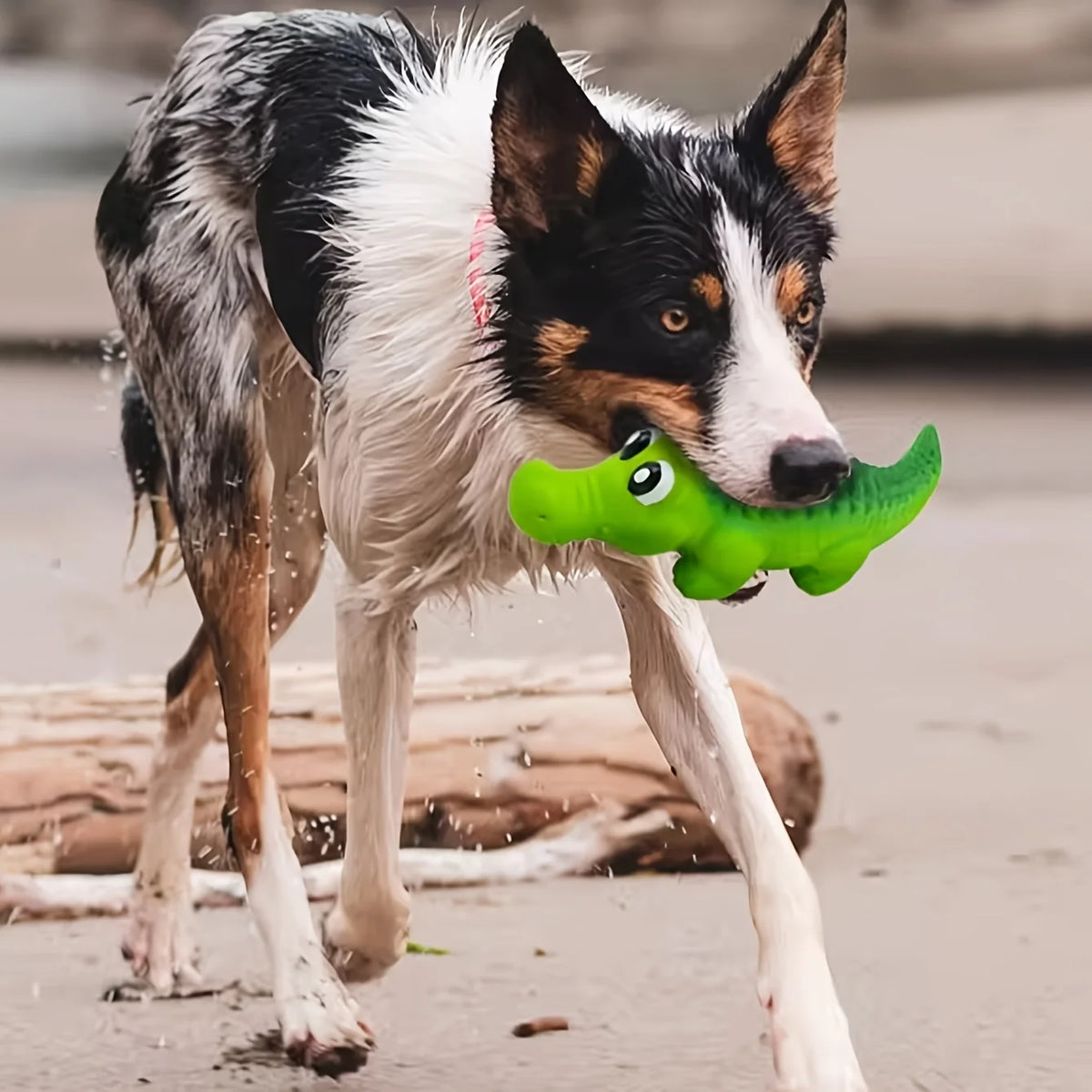 A dog is playing with a bright green crocodile-shaped latex chew toy.