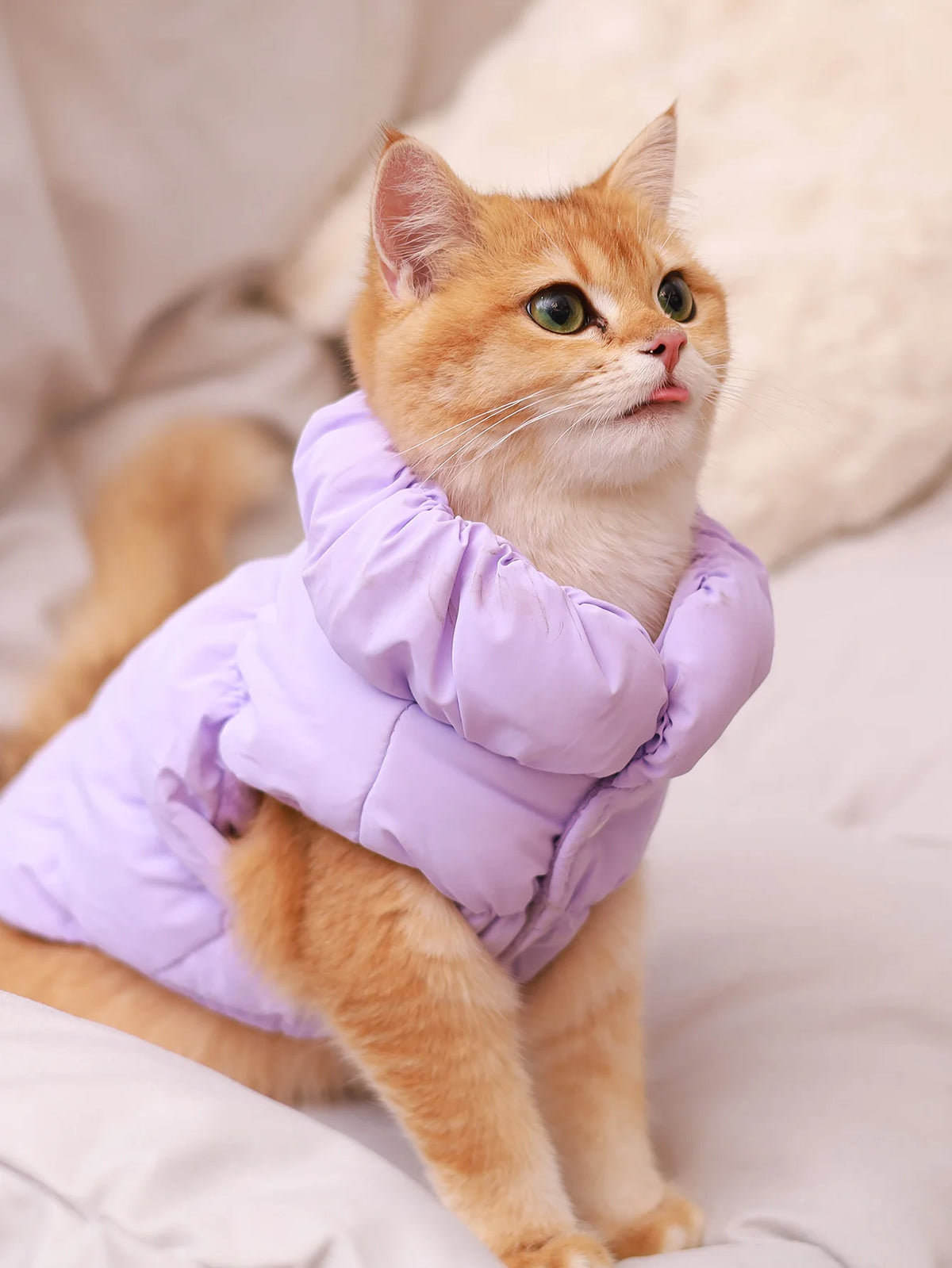 An orange tabby cat wearing a purple quilted insulated jacket lying on a light-colored fabric.