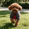 A fluffy golden retriever puppy wearing a gray waffle knit shirt with a red tie, standing in green grass.