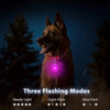 LED-Leuchthalsband-Anhänger für Hunde