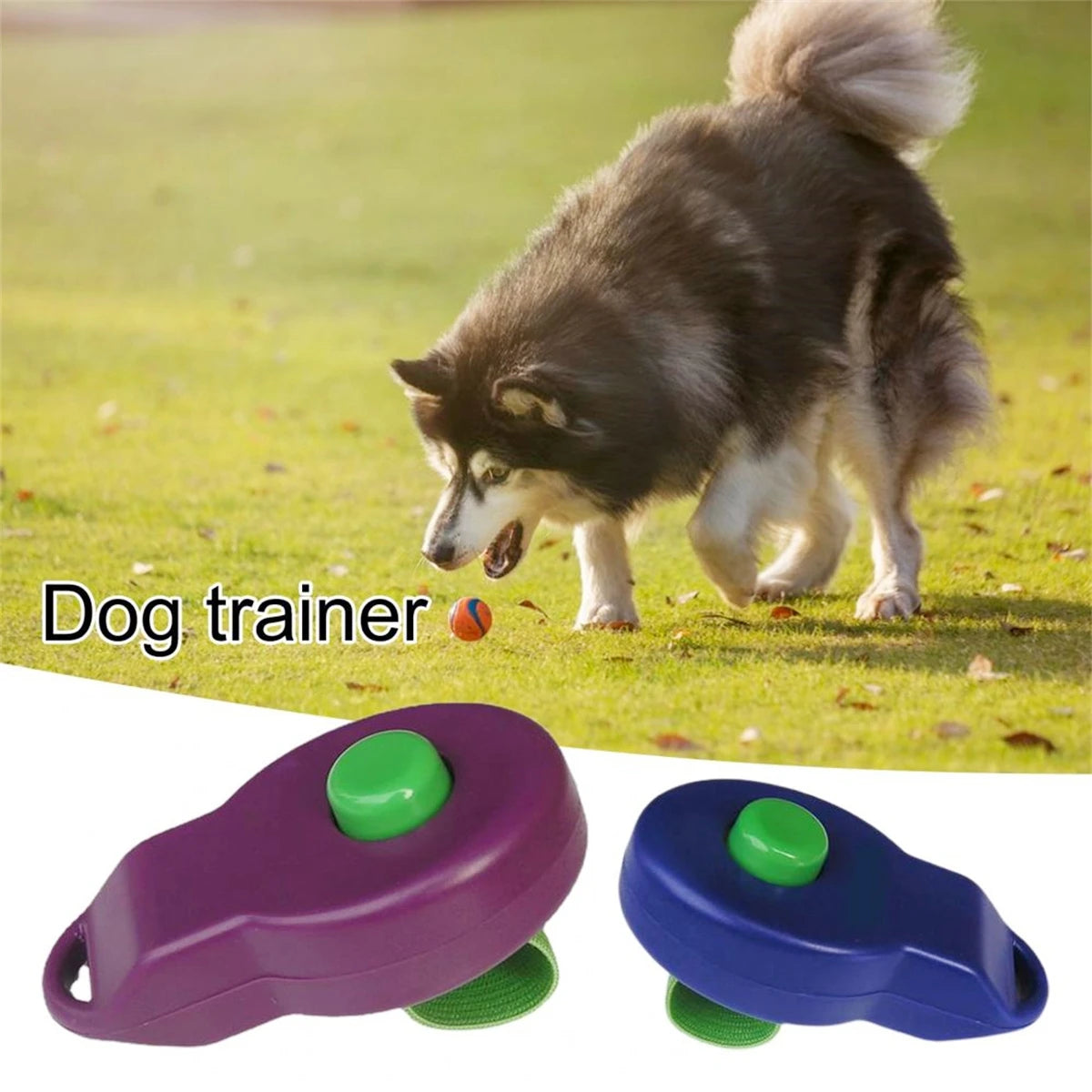 Purple and blue dog training clickers with green rubber bands shown next to a fluffy dog.