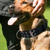 A brown dog with a long tongue is being held by a person, wearing a black tactical dog collar.