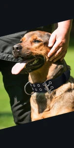 A brown dog with a long tongue is being held by a person, wearing a black tactical dog collar.