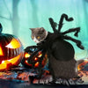 Halloween Spider Costume for Small Dogs and Cats