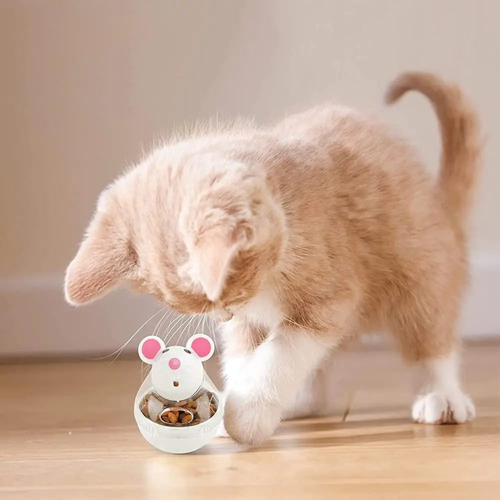 A fluffy ginger and white kitten is looking at an interactive cat food dispensing ball toy.