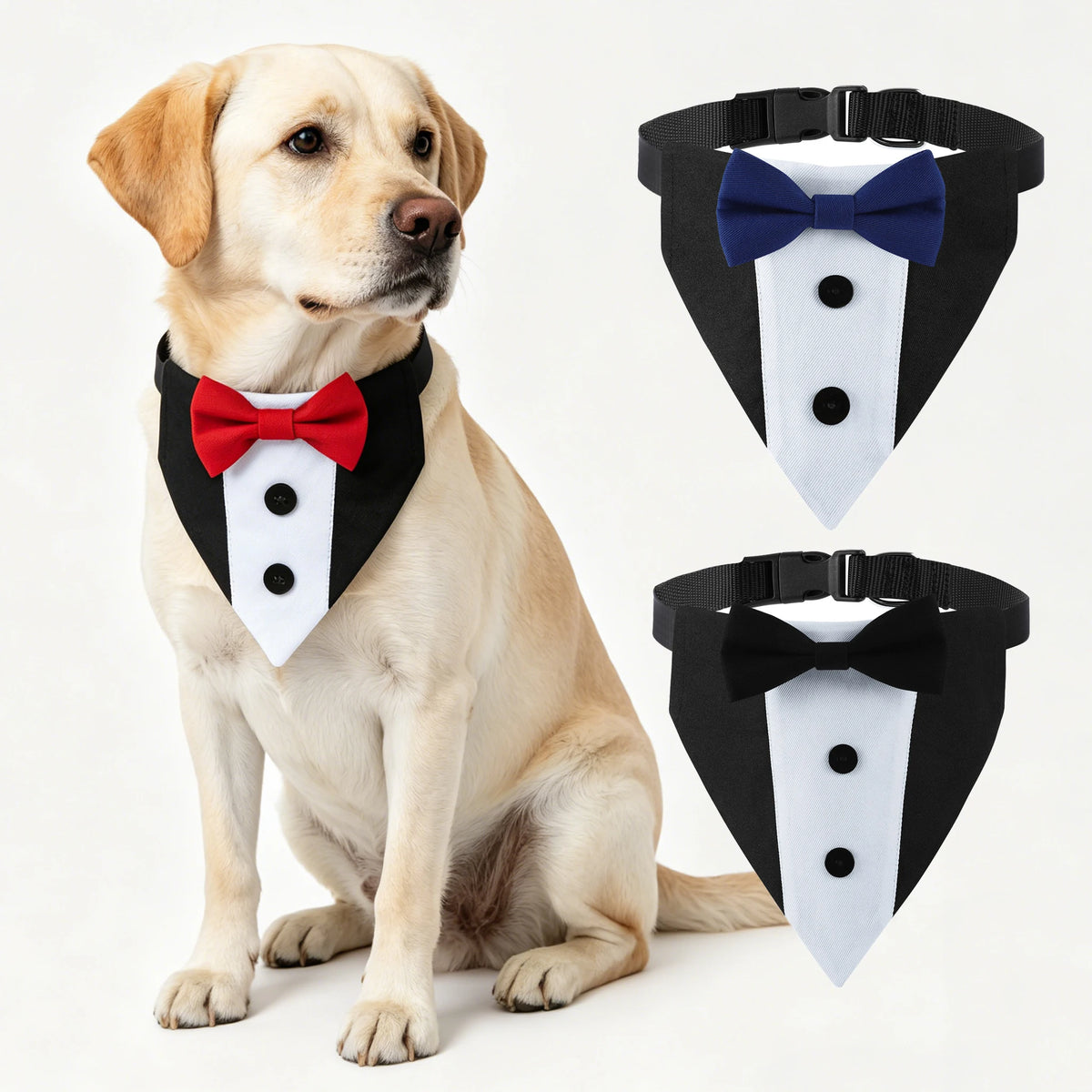A golden retriever wearing a black and white tuxedo-style collar with a blue bow tie bandana displayed next to the separate c