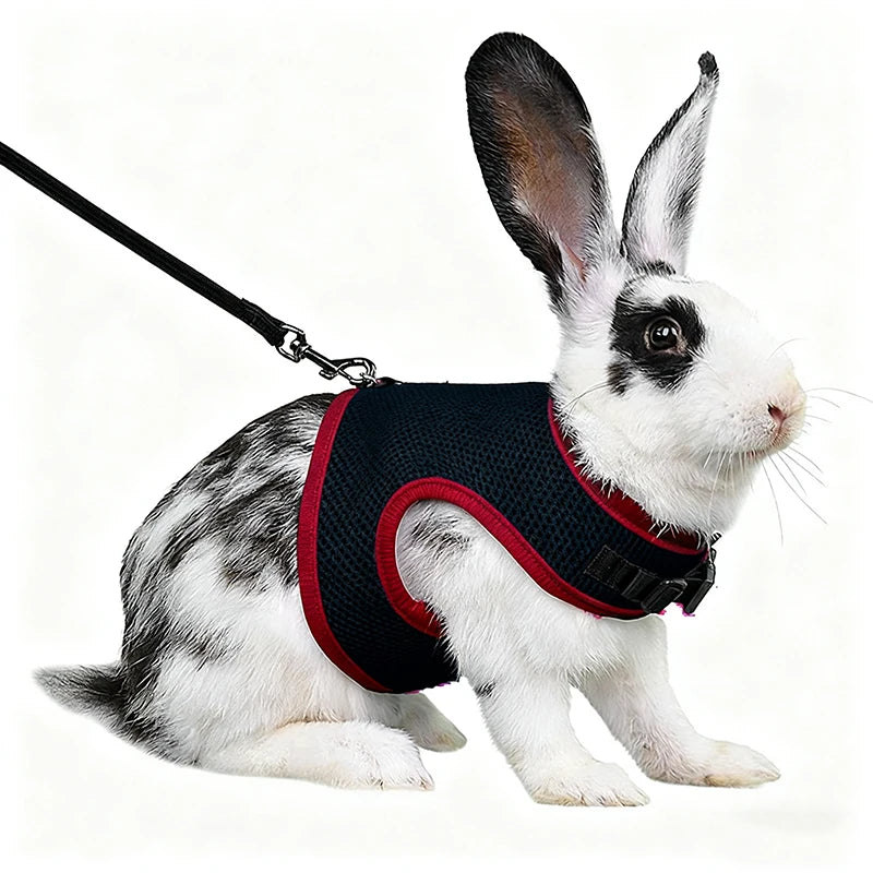 A white rabbit wearing a black mesh harness and leash, sitting on a white background.
