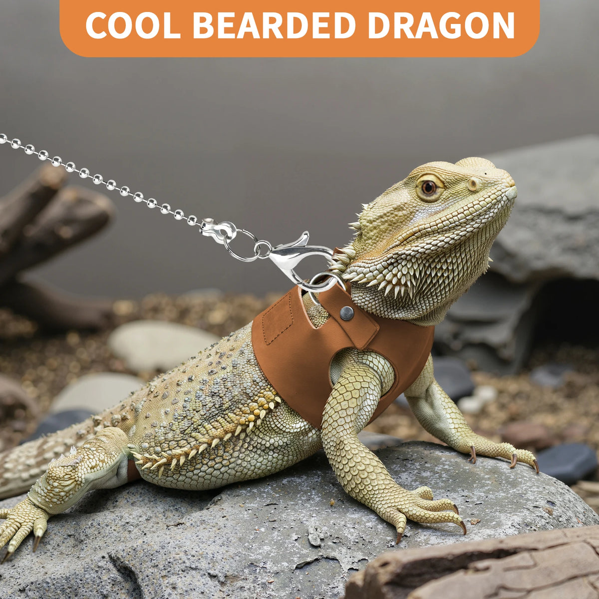 Ein cooler Bartdrache mit Kette und Geschirr auf einem Felsen.