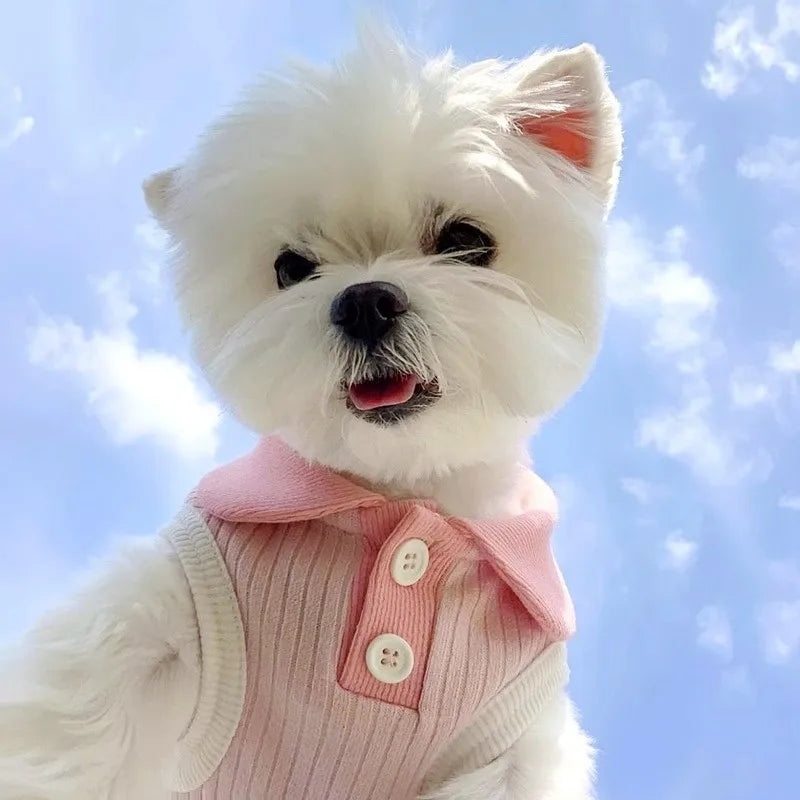 A fluffy white dog wearing a pink polo shirt against a blue sky.