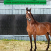 Poteau de grattage pour chevaux en PVC renforcé avec brosse en caoutchouc