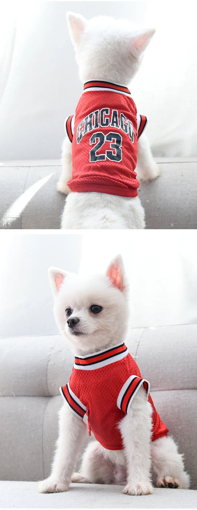 A white dog wearing a red and white Chicago basketball vest.