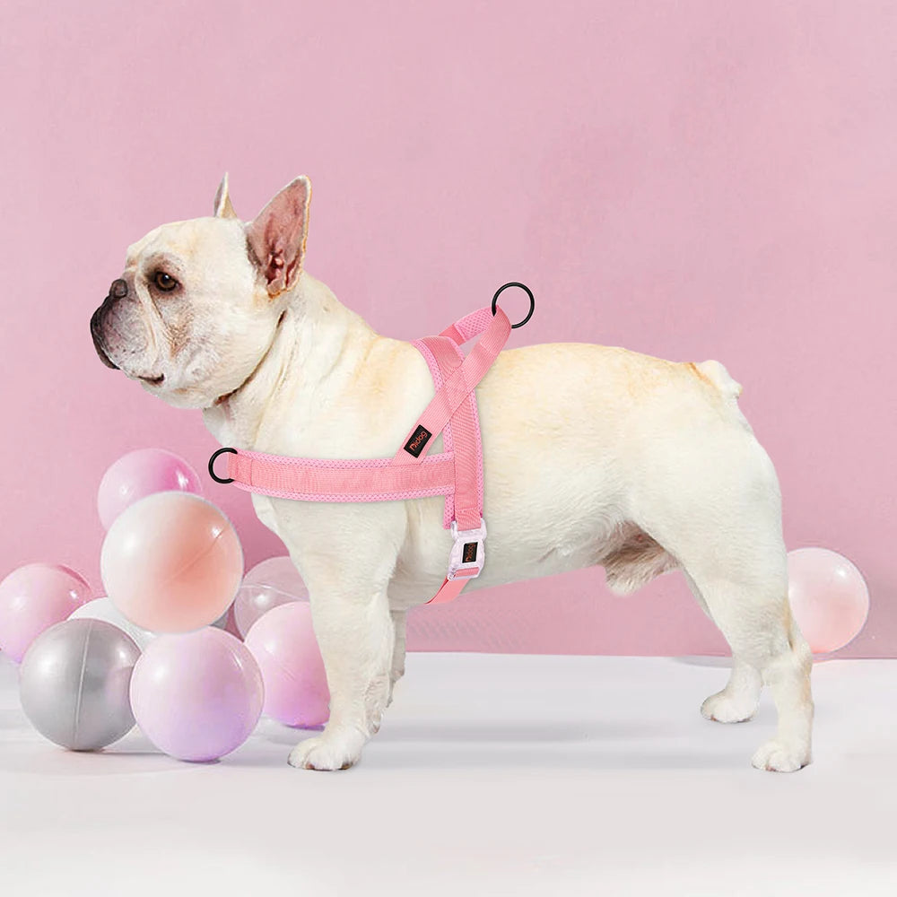 Un bouledogue français blanc portant un harnais anti-traction rose sur une surface blanche.