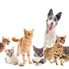 A row of dogs and cats wearing buffalo plaid bandanas.