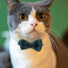 A tabby and white cat wearing a dark green plaid bow tie collar.