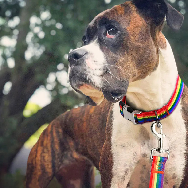 A brown and white dog wearing a colorful striped leash with a metal D-ring.