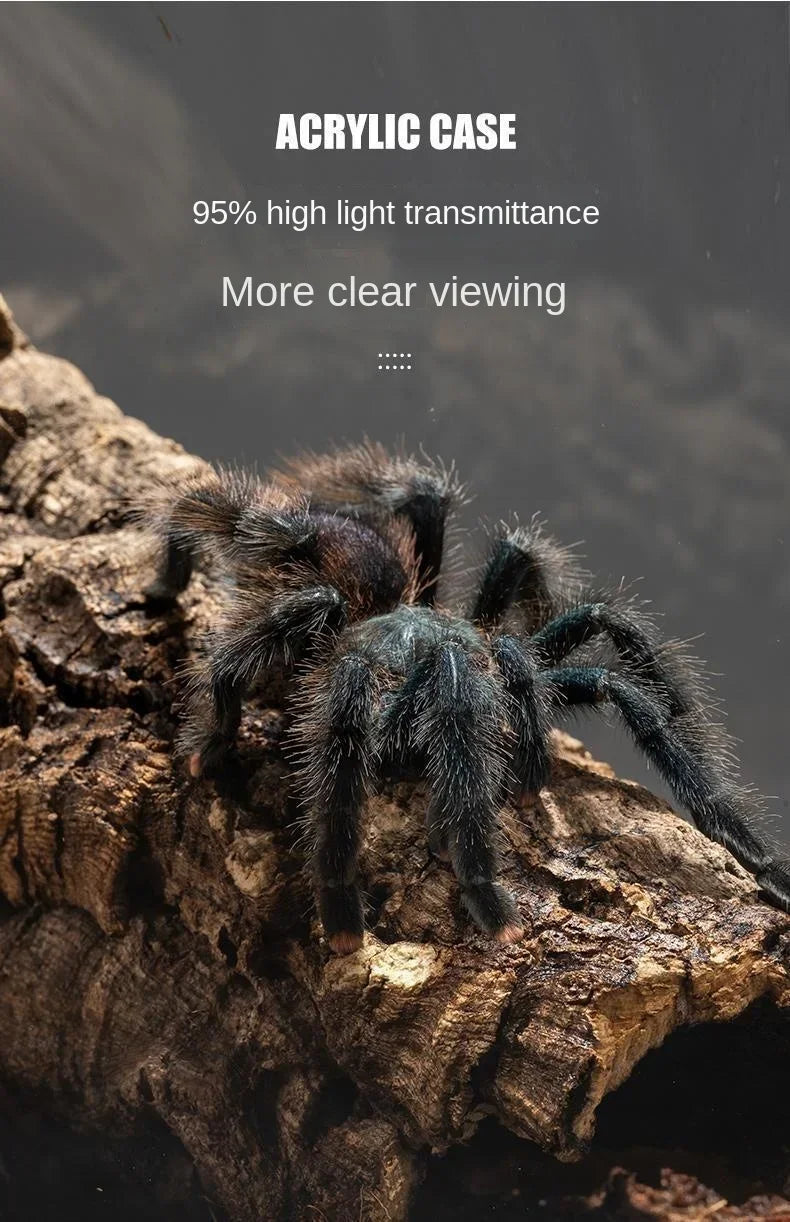 A dark, hairy spider is positioned on a rough piece of wood, demonstrating the clarity of an acrylic case.