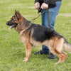 Tactical Dog Leash with Dual Handles and Shock-Absorbing Bungee