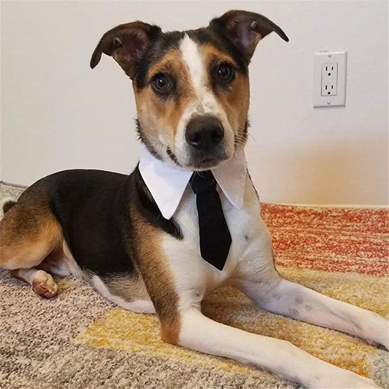 Corbata y Pajarita Formal para Mascotas