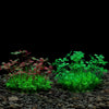 Affichage de plantes aquatiques artificielles avec du feuillage rouge et vert vif sur un substrat de gravier foncé.