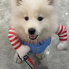 Funny Knife-Holding Pet Costume for Small & Medium Dogs