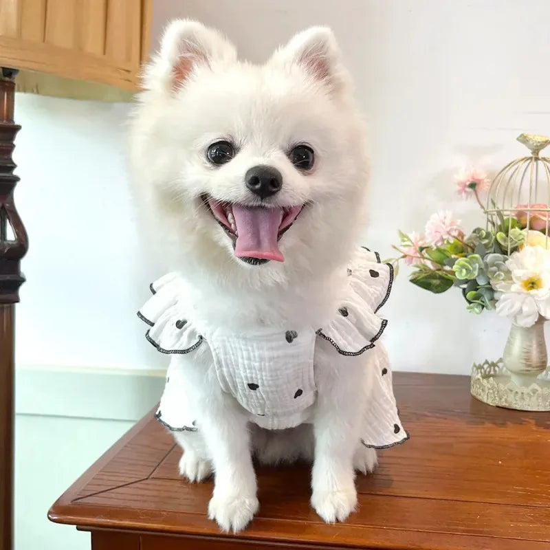 A fluffy white dog wearing an elegant summer pet dress with ruffled edges and a dotted pattern.