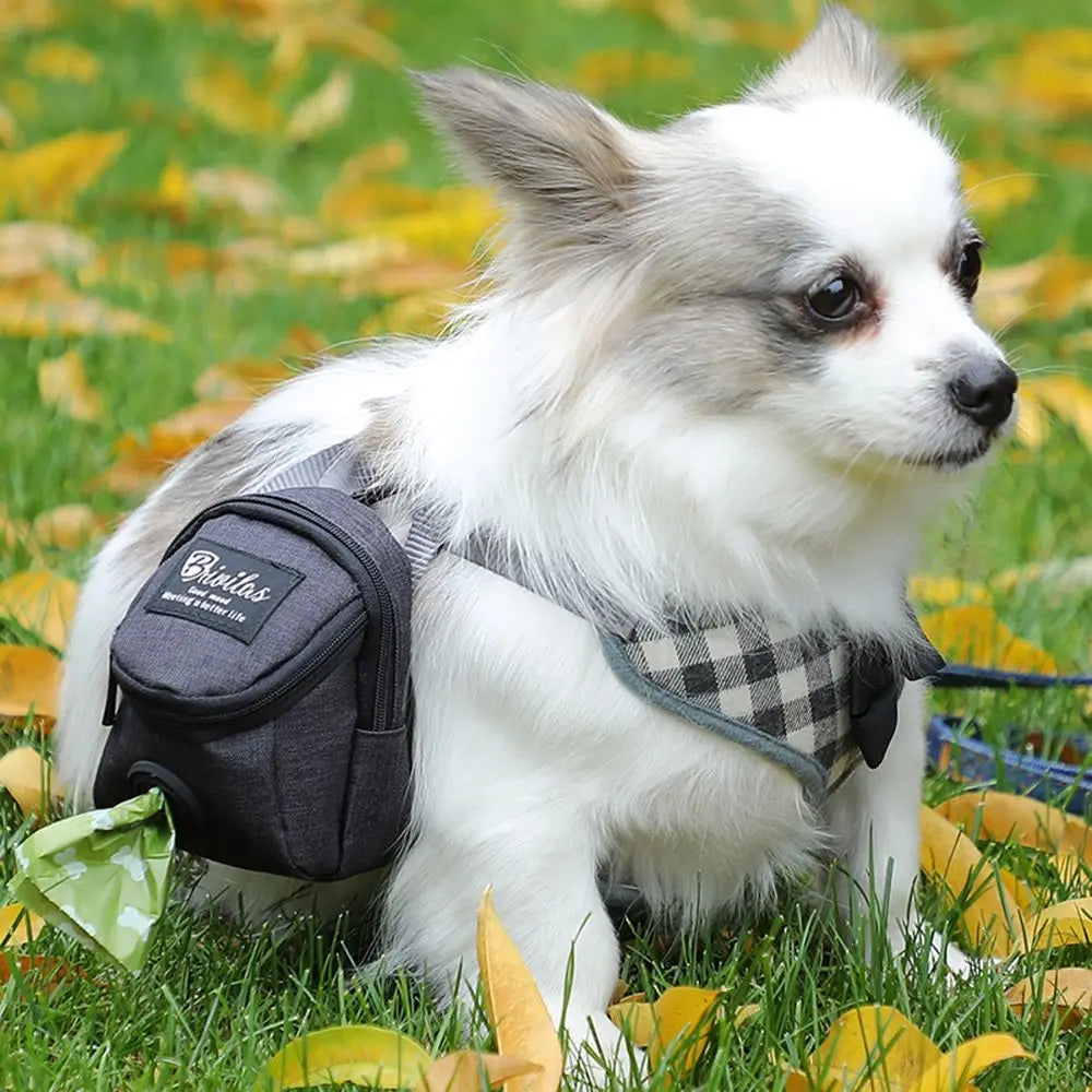 Un chien blanc duveteux est allongé dans de l'herbe verte avec une pochette de friandises noire et un distributeur de sacs à 