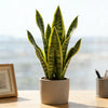Artificial Snake Plant Decorative Faux Sansevieria