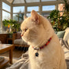 Collier pour animaux de compagnie avec empreinte de patte ajustable