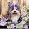Handmade Dog Bows with Rubber Bands - Polka Dot & Solid Styles