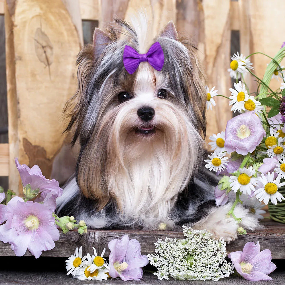 Handmade Dog Bows with Rubber Bands - Polka Dot & Solid Styles