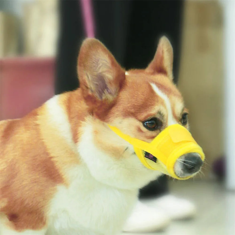 A small, orange and white dog wearing a yellow adjustable breathable muzzle.